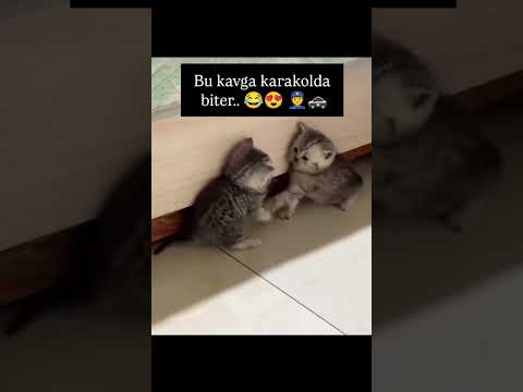 Bu kavga karakolda biter 😅 #kedi #hayvansevgisi #muhteşem #keşfetteyiz #eylenceli #shrots #trend