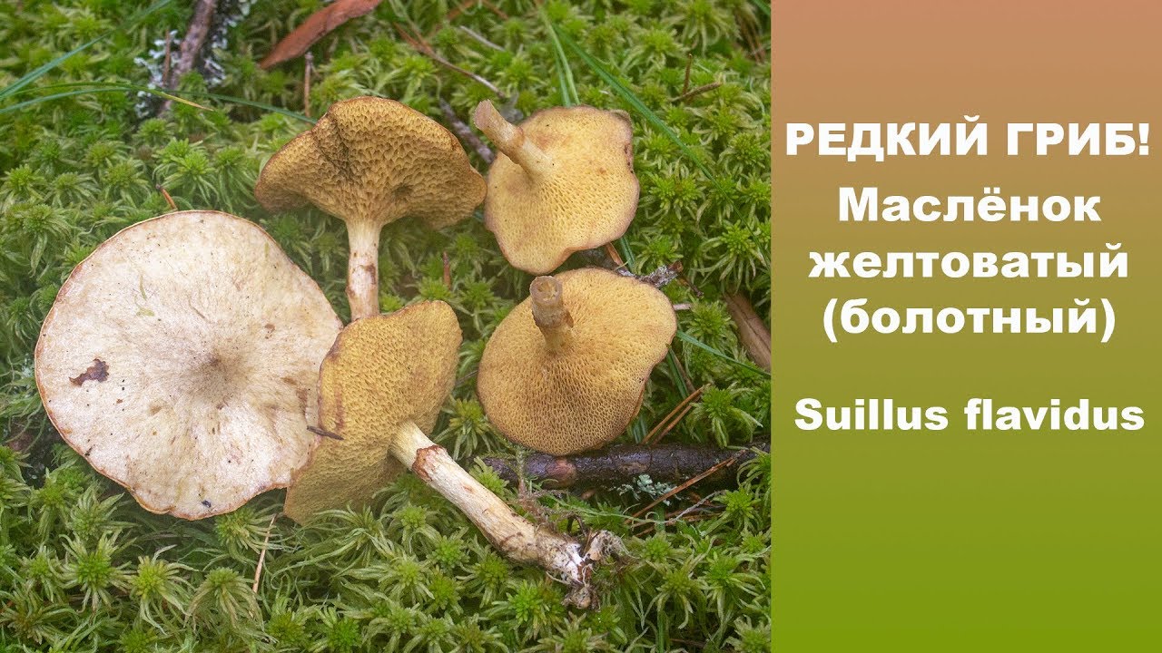 Редкий гриб! Маслёнок желтоватый (болотный) - Suillus flavidus