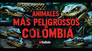 LOS 7 ANIMALES MÁS PELIGROSOS DE COLOMBIA 🐍🔥🕷️