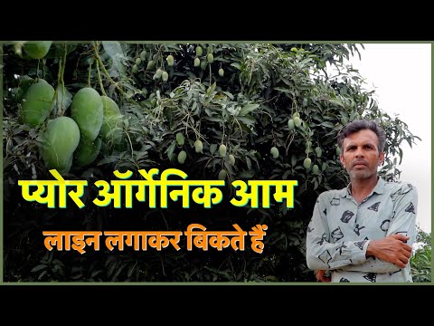 ऑर्गेनिक आम चीकू किन्नू , बीमारियों से बचाने वाला बाग, लाइन लगाकर बिकते हैं || Technical Farming ||