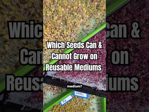 Which Seeds Can and Cannot Grow On Reusable Microgreen Grow Mediums?