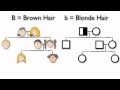 Understanding Pedigree Charts and Genetic Traits