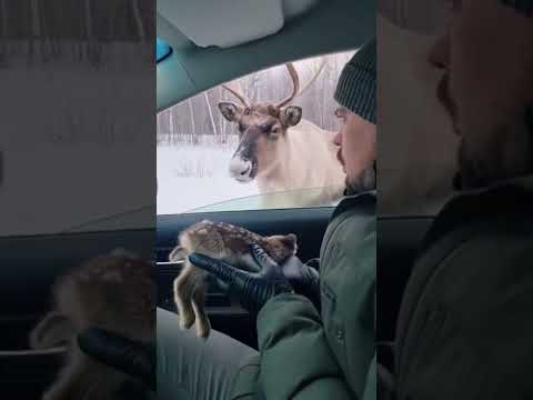 Она будто чувствовала что приближается угроза