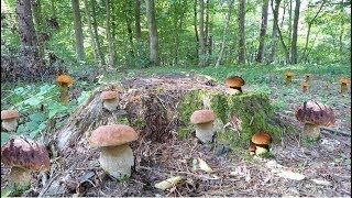 МЕГА Поляна Білих Грибів. Грибний РАЙ в Карпатах. Білі Гриби 2025. Найкращий Пошук Грибів!