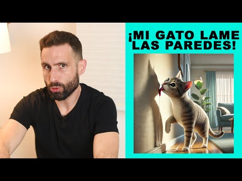 ¿Por qué mi gato lame las paredes?