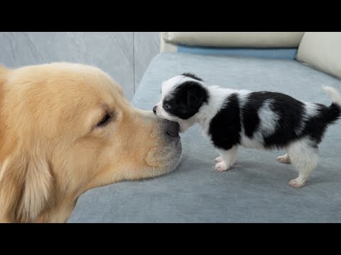 Golden Retriever Attacked by Cute Puppy!