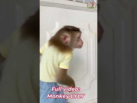 Monkey Lyly goes out on her own without her mother #shorts #monkey #youtubeshorts #viralshort