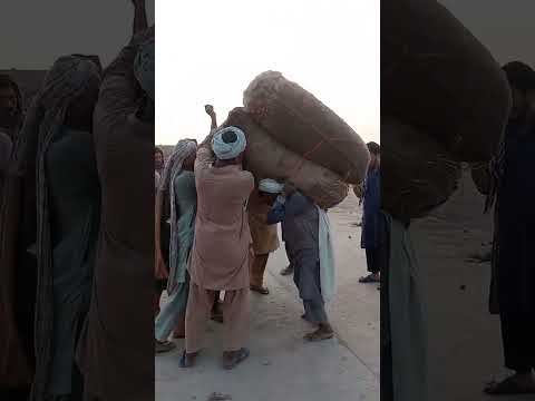 #masifbabo #pakpattan #hardwork #foryou #❣️❣️ #viral #tiktokvideo #asif #babo #//
