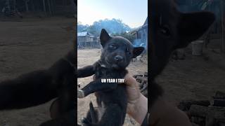 Laos Dog Sacrifice 🇱🇦