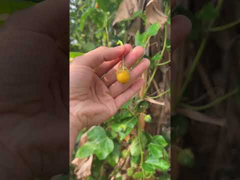 Thừ thách hái NHÃN LỒNG | Thanh Tiger