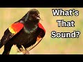 Mastering Bird Sounds and Identification