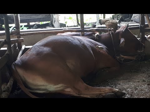 Download Video Ciri-Ciri Birahi Sapi #Marlibet (Characteristics Of Cow's Estrous #Marlibet) Download Video Ciri-Ciri Birahi Sapi #Marlibet (Characteristics Of Cow's Estrous #Marlibet)