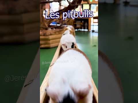 J'ai tombé