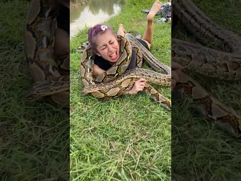 TERIAK MINTA TOLONG! Cewek Ini Dikirain Kesurupan, Ternyata DILILIT ULAR RAKSASA! #shortvideo #snake