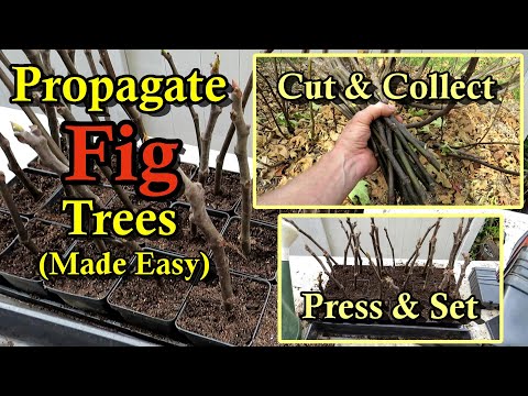 How to Take  Fig Cuttings & Propagate for Free Trees (Step by Step Simple Instructions)