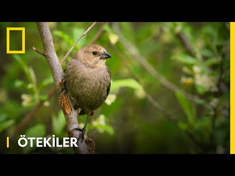 Ötekiler | WILD