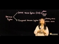 Understanding the Nervous System Functions