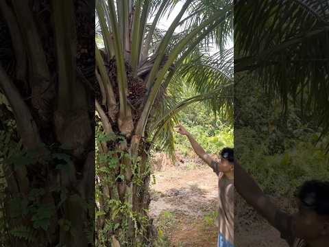 Dulunya memang sawit pt, sekarang sudah punya saya