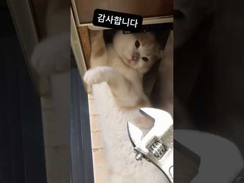 열심히 일하는 고양이🤣🐱 #고양이