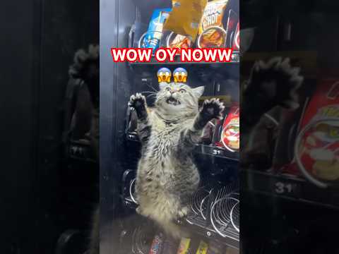 Cat Stuck Inside a Vending Machine #youtubeshorts #animals #cat