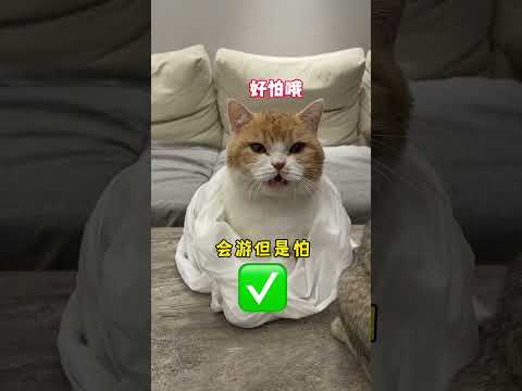 【#麻蛋和丑丑】为什么腿短的猫更会游泳? #辅舒良萌宠拯救鼻鼻大作战 #丙酸氟替卡松鼻喷雾剂#辅舒良#猫咪的迷惑行为