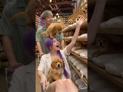 Rumi likes the lovely teacup dogs #kpopdemonhunters #rumi #kpop #puppy #cutepuppy #cutepup #puppy