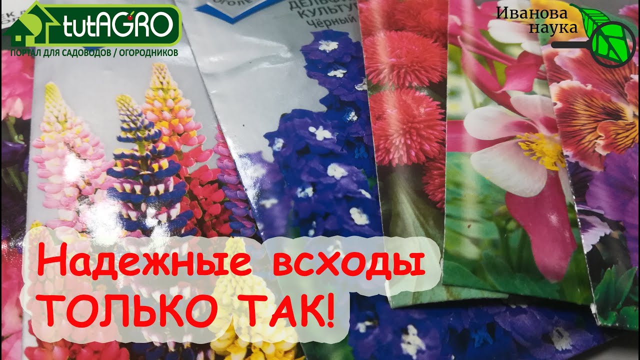 Быстрые всходы только так! Стратификация семян для надежных и дружных всходов