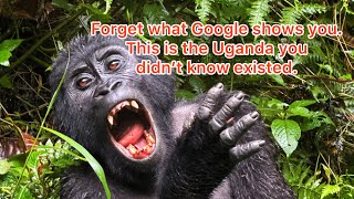 Once you meet them, you’ll never see life the same way again, (Trekking Gorillas)