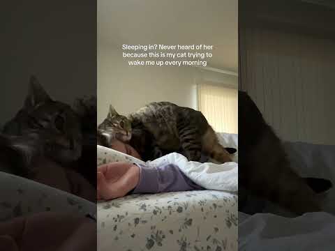 My cat is actually a human baby stuck in a cats body#cat # #foryou #catlovers #funnyvideos #fyp