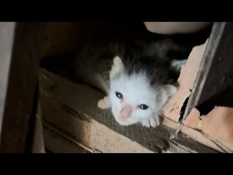 MENYELAMATKAN BAYI KUCING