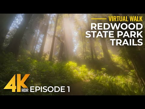 Del Norte Coast Redwoods State Park Trails in 4K HDR – Part 1 | Relaxing Hike with Forest Sounds