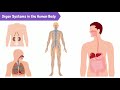 Exploring Plant and Human Body Systems