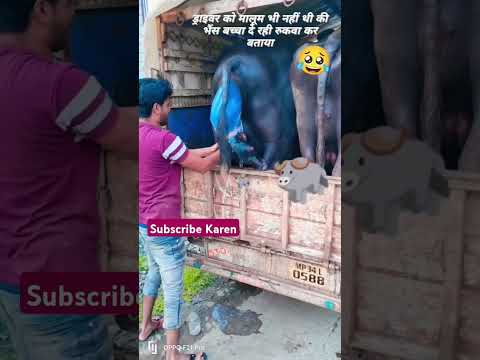 भैंस की डिलीवरी पिकअप में।#buffelo #shorts