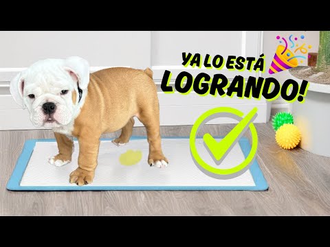 Mi cachorro aprende a hacer del baño en su pañal 🐶💡 | Entrenamiento real en casa