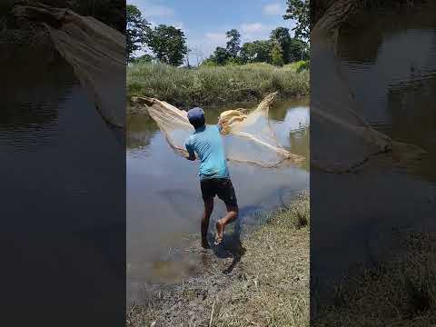 Cast net fishing village boy | Natural fishing video