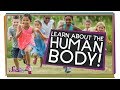 Understanding Body Systems and Senses