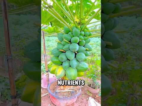 Why do Chinese farmers bend papaya trees? #shorts #papayafarming #jasfarm
