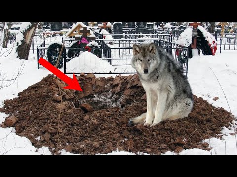 Старый волк на глаза у всех стал откапывать свежую могилу! Это спасло 3 жизни!