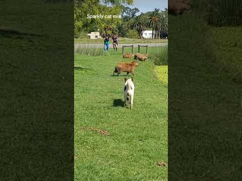 The Dog breathes Peace
