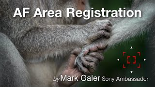 Sony's AF Area Registration