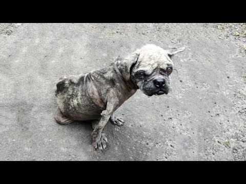 Abandoned Puppy Trembling In Tears On The Road, He Wishes His Owner Would Love Him Just Once...