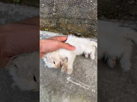 The Kitten ??? #catvideos #pets  #cat #meow #foryou #fypシ #kitten