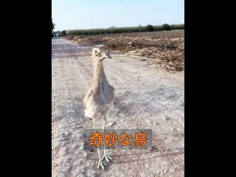 この奇妙な見た目の鳥、何と呼ばれるか知っていますか? #animals #動物プロダクション #動物
