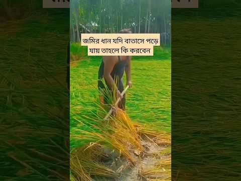 #bangladesh ধান যদি বাতাসে জমিতে শুয়ে পড়ে যায় কি করবেন #shortvideo #foryou #official