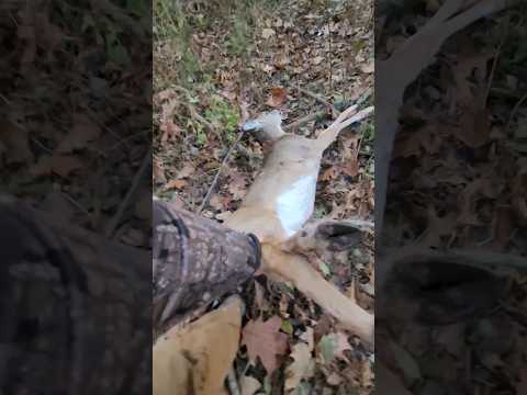 #vegan #peta The easiest way to drag a deer. #hunting  #deerhunting #animallover #deer #diy #meat