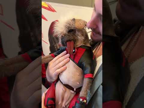 I Just Met Dogpool From Deadpool & Wolverine!