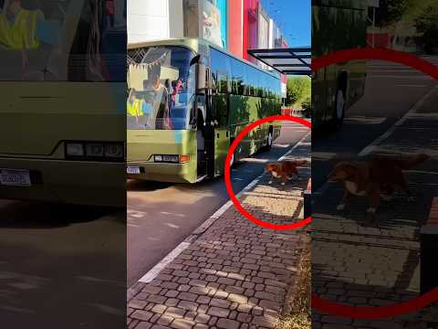 Kisah Seekor Anjing dan Tas di Bus