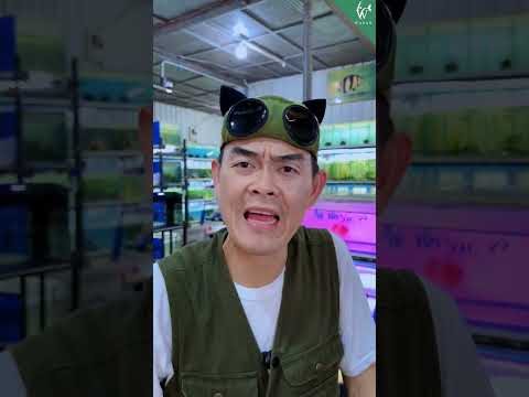 เทคนิคให้อาหารสดปลา