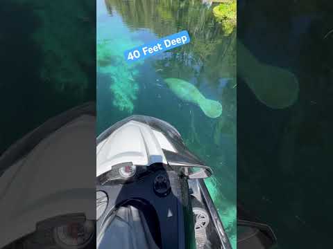 Check this out! #deepsprings #florida #creature #waverunner #crystalclear