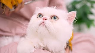 When this cute cat said "No Thanks" to a Haircut 😻🛁✂️❤️